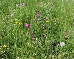Attēlu rezultāti vaicājumam “Silene viscaria leaf”