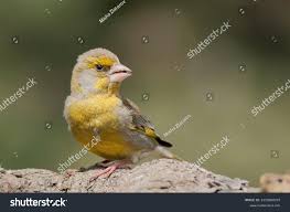 Attēlu rezultāti vaicājumam “Chloris chloris male”