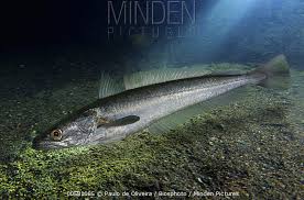 Image result for Merluccius merluccius