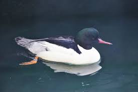 Attēlu rezultāti vaicājumam “Mergus merganser”