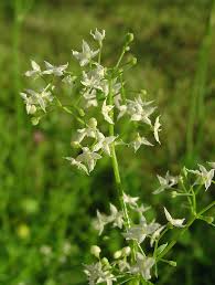 Attēlu rezultāti vaicājumam “Galium album bud”