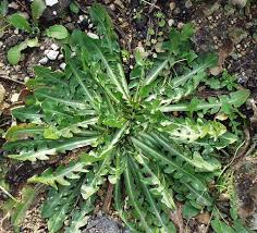 Image result for Cichorium intybus