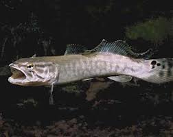 Image result for Amia calva