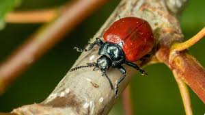 Attēlu rezultāti vaicājumam “Chrysomela populi”