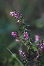 Attēlu rezultāti vaicājumam “Odontites vulgaris flower”