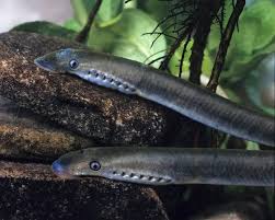 Attēlu rezultāti vaicājumam “Lampetra planeri”