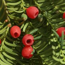 Attēlu rezultāti vaicājumam “Taxus baccata”