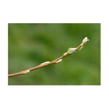 Attēlu rezultāti vaicājumam “Salix caprea bud”