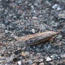 Attēlu rezultāti vaicājumam “Aphomia sociella male”