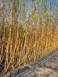 Attēlu rezultāti vaicājumam “Salix alba var. vitellina”