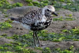 Attēlu rezultāti vaicājumam “Pluvialis squatarola adult”