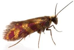 Attēlu rezultāti vaicājumam “Micropterigidae”