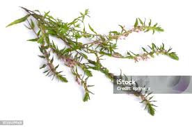 Attēlu rezultāti vaicājumam “Odontites vulgaris leaf”