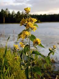 Attēlu rezultāti vaicājumam “Lysimachia vulgaris”