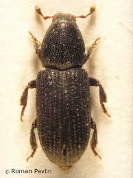 Attēlu rezultāti vaicājumam “Hylastes sp.”