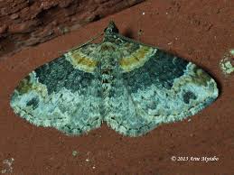 Attēlu rezultāti vaicājumam “Xanthorhoe ferrugata”