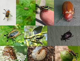 Attēlu rezultāti vaicājumam “Acalypta carinata”