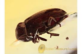 Attēlu rezultāti vaicājumam “Anobiidae”