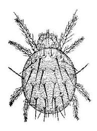 Attēlu rezultāti vaicājumam “Panonychus”