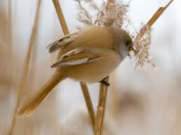 Attēlu rezultāti vaicājumam “Panurus biarmicus female”