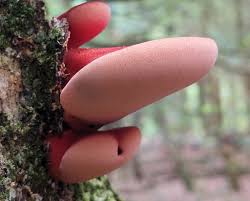 Attēlu rezultāti vaicājumam “Fistulina hepatica”