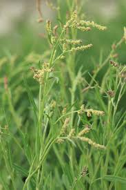 Attēlu rezultāti vaicājumam “Atriplex littoralis leaf”