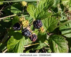 Attēlu rezultāti vaicājumam “Rubus caesius fruit”