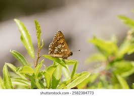 Attēlu rezultāti vaicājumam “Hamearis lucina underside”