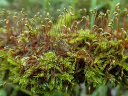 Attēlu rezultāti vaicājumam “Sanionia uncinata”