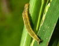 Attēlu rezultāti vaicājumam “Ypsolopha parenthesella”