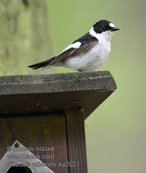 Image result for Ficedula albicollis