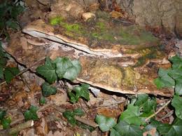 Attēlu rezultāti vaicājumam “Perenniporia subacida”