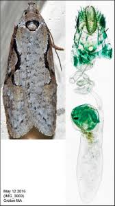 Attēlu rezultāti vaicājumam “Semioscopis avellanella imago”