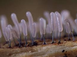 Attēlu rezultāti vaicājumam “Stemonitopsis typhina young”