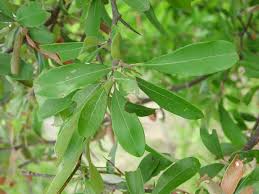 Attēlu rezultāti vaicājumam “Lycogala botrydium sessile”