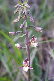 Attēlu rezultāti vaicājumam “Epipactis palustris bud”