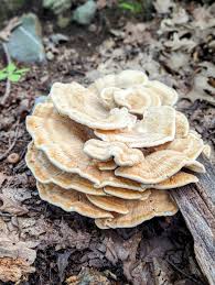 Attēlu rezultāti vaicājumam “Polypores”