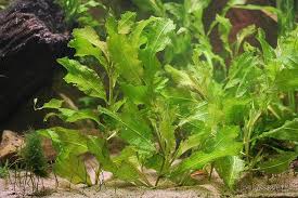 Attēlu rezultāti vaicājumam “Potamogeton lucens”