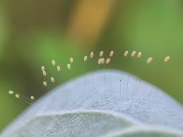 Attēlu rezultāti vaicājumam “Chrysopidae eggs”