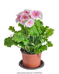 Image result for Primula obconica