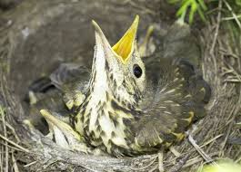 Attēlu rezultāti vaicājumam “Turdus philomelos nest”