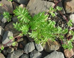 Image result for Potentilla anserina