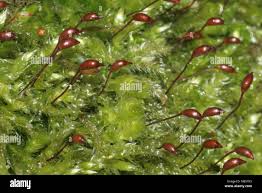 Attēlu rezultāti vaicājumam “Brachythecium rutabulum”