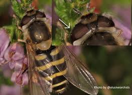 Attēlu rezultāti vaicājumam “Syrphus sp. imago”