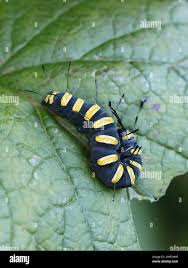 Attēlu rezultāti vaicājumam “Acronicta alni larva”