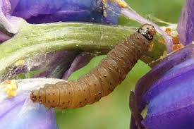 Attēlu rezultāti vaicājumam “Eana incanana”