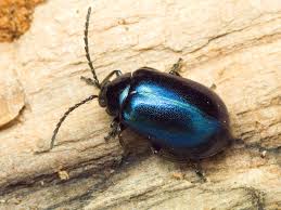 Attēlu rezultāti vaicājumam “Agelastica alni”