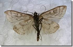 Attēlu rezultāti vaicājumam “Sitochroa verticalis”