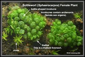 Attēlu rezultāti vaicājumam “Jungermannia sphaerocarpa sporophyte”