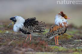 Attēlu rezultāti vaicājumam “Philomachus pugnax”